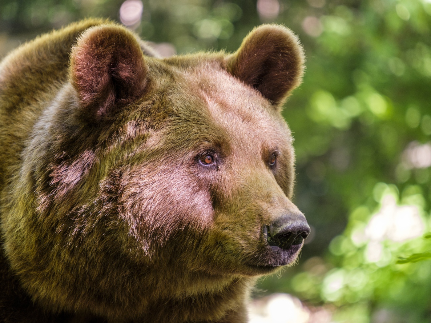 Морда большого бурого медведя крупным планом