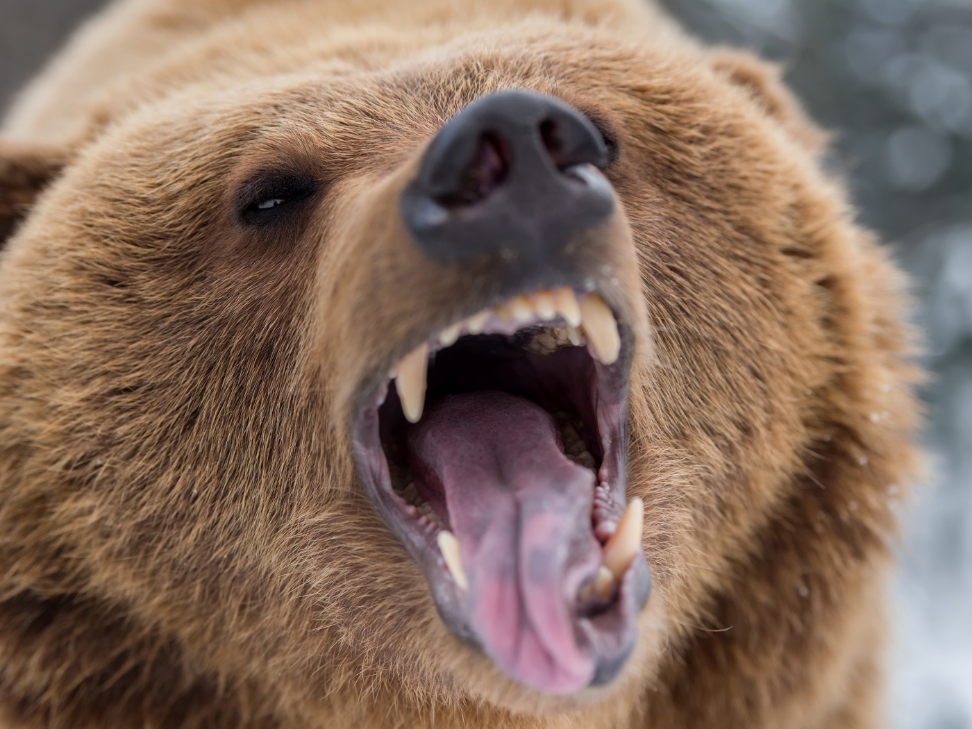 Грозный оскал бурого медведя 