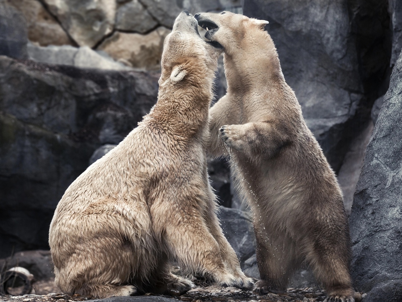 Два больших белых медведя дерутся