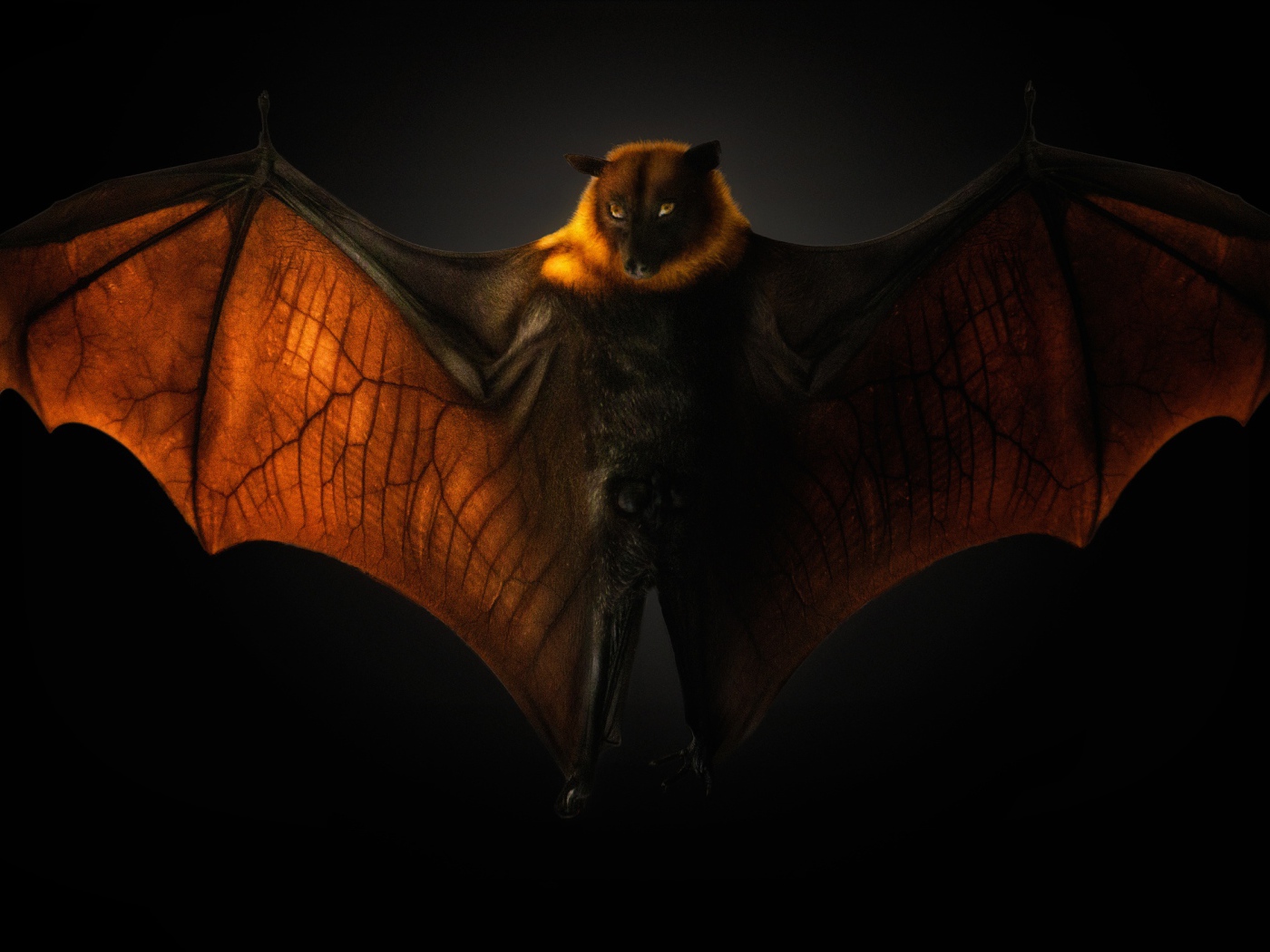 Большая летучая мышь на черном фоне
