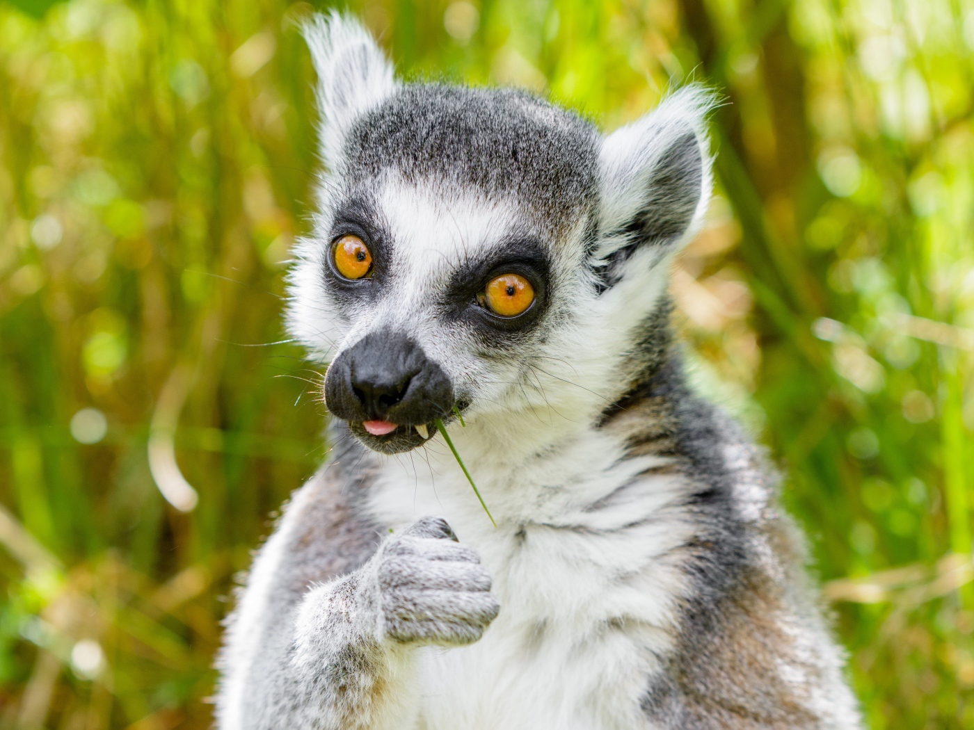 Лемур с желтыми глазами ест траву