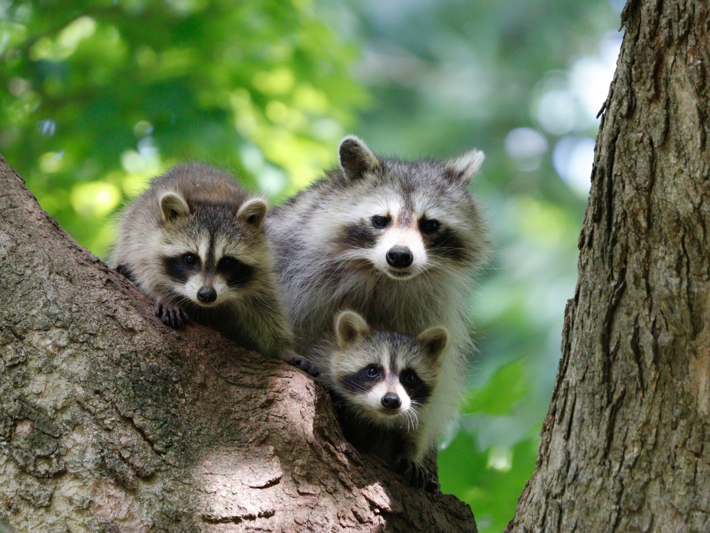 Три серых енота сидят на дереве 