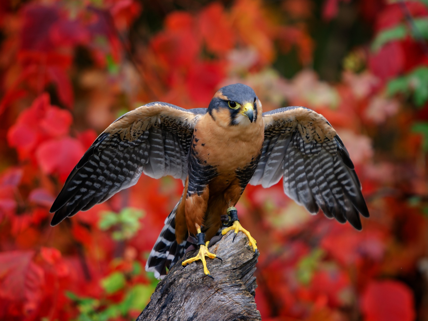 Красивый сокол сидит на дереве на фоне желтых листьев