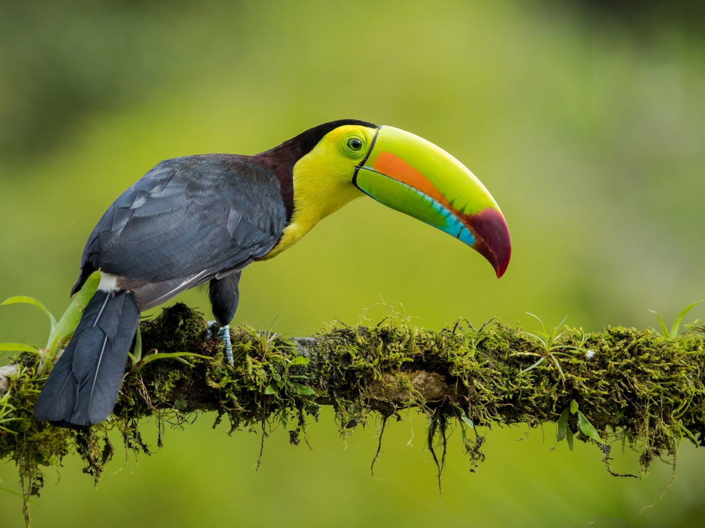 Разноцветный тукан сидит на ветке