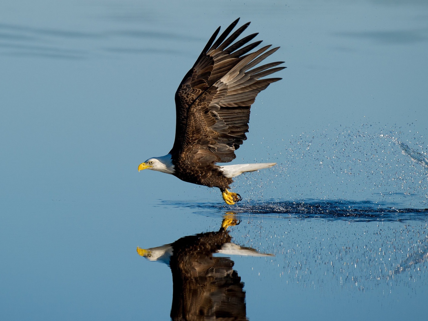 Белоголовый орлан летит над водой 
