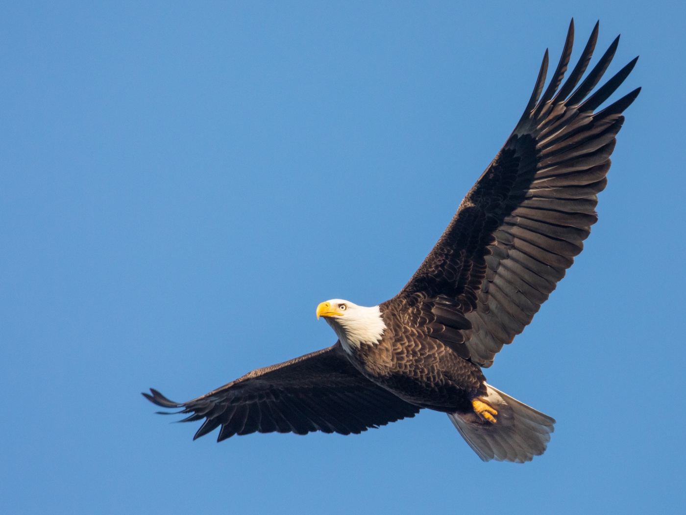 Белоголовый орлан в голубом небе