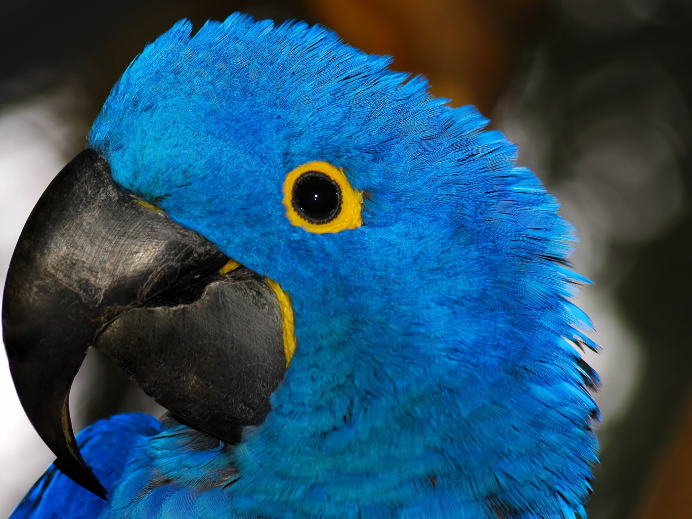 Большой голубой попугай с острым клювом крупным планом