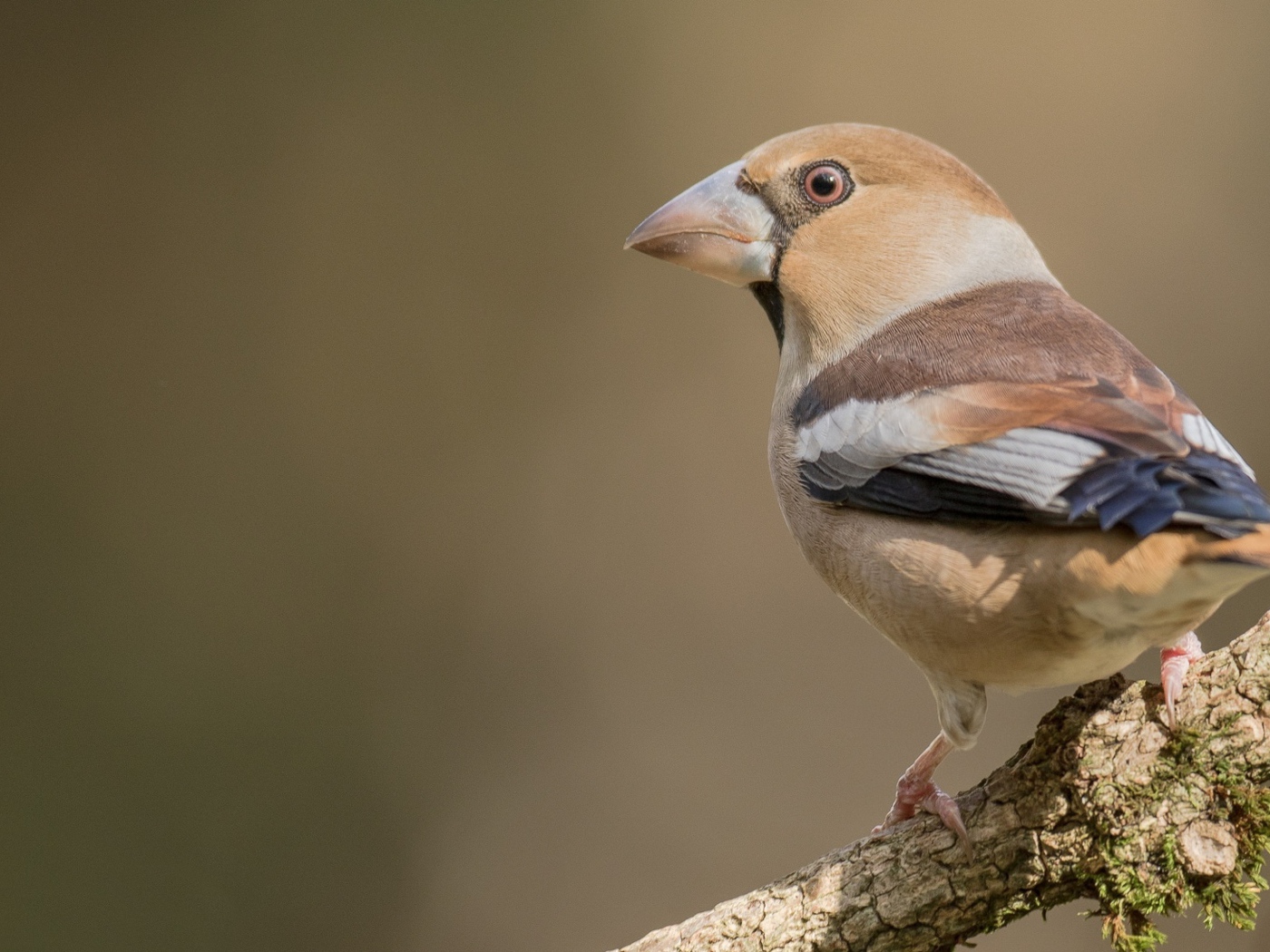 Птица сидит на ветке дерева крупным планом