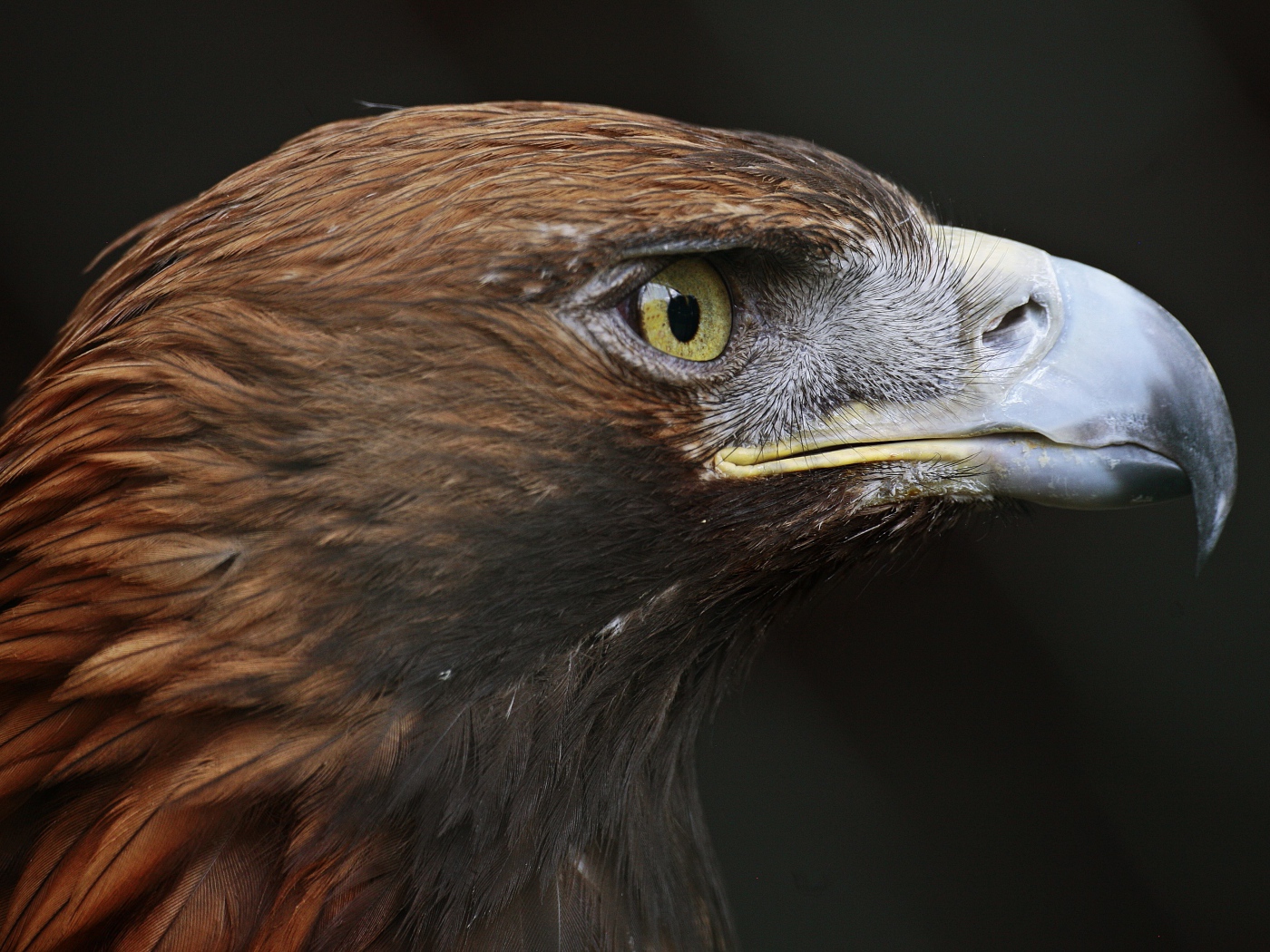 Голова орла с острым клювом крупным планом