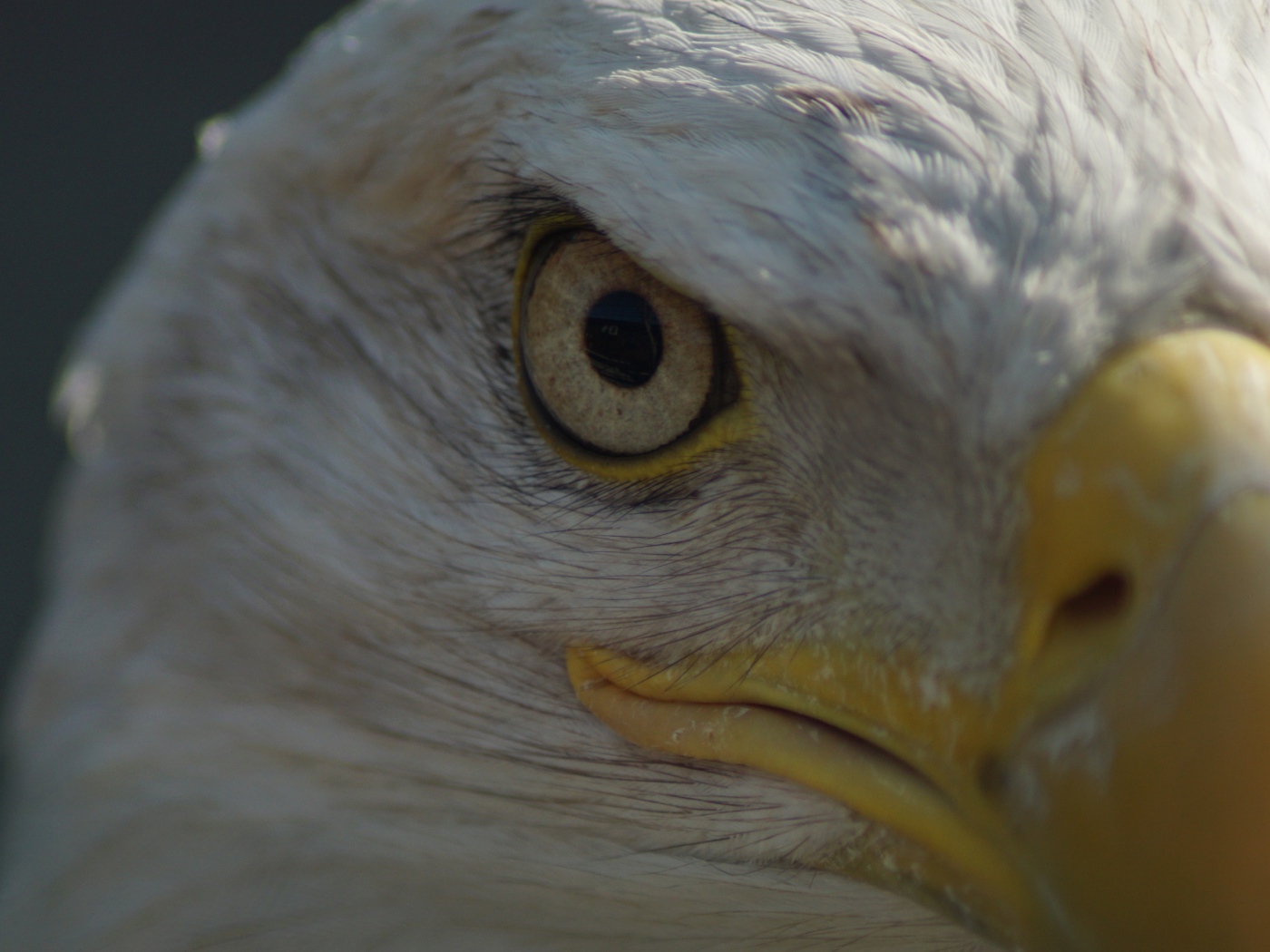 Глаз белоголового орлана крупным планом