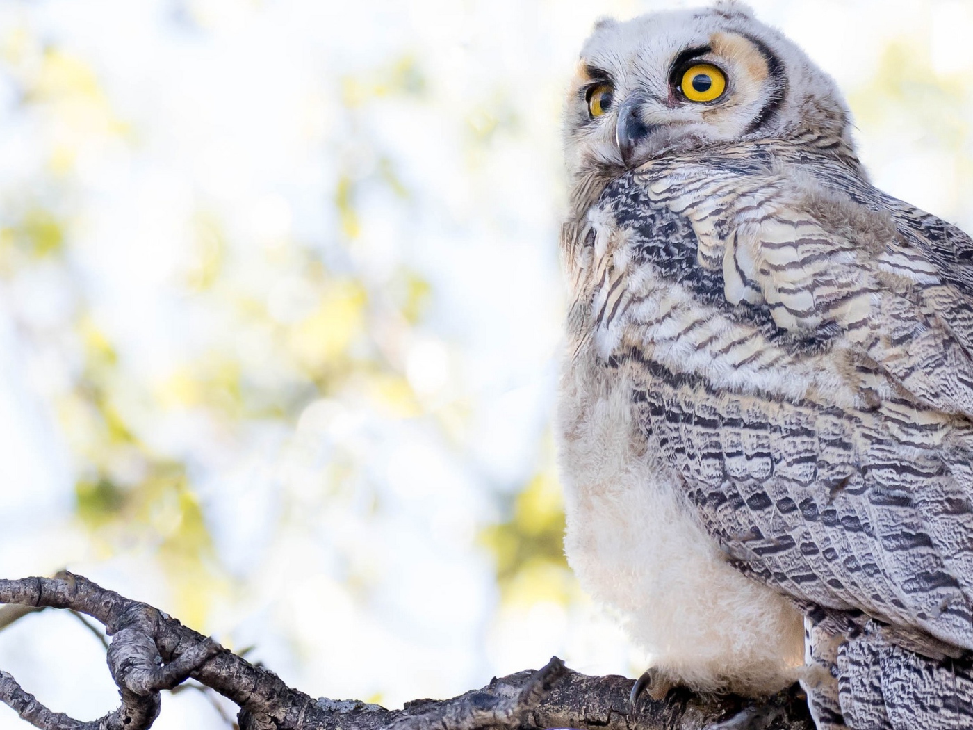 Большая серая сова с желтыми глазами на ветке 