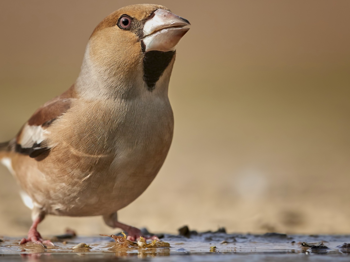 Маленькая коричневая птичка на мокрой земле