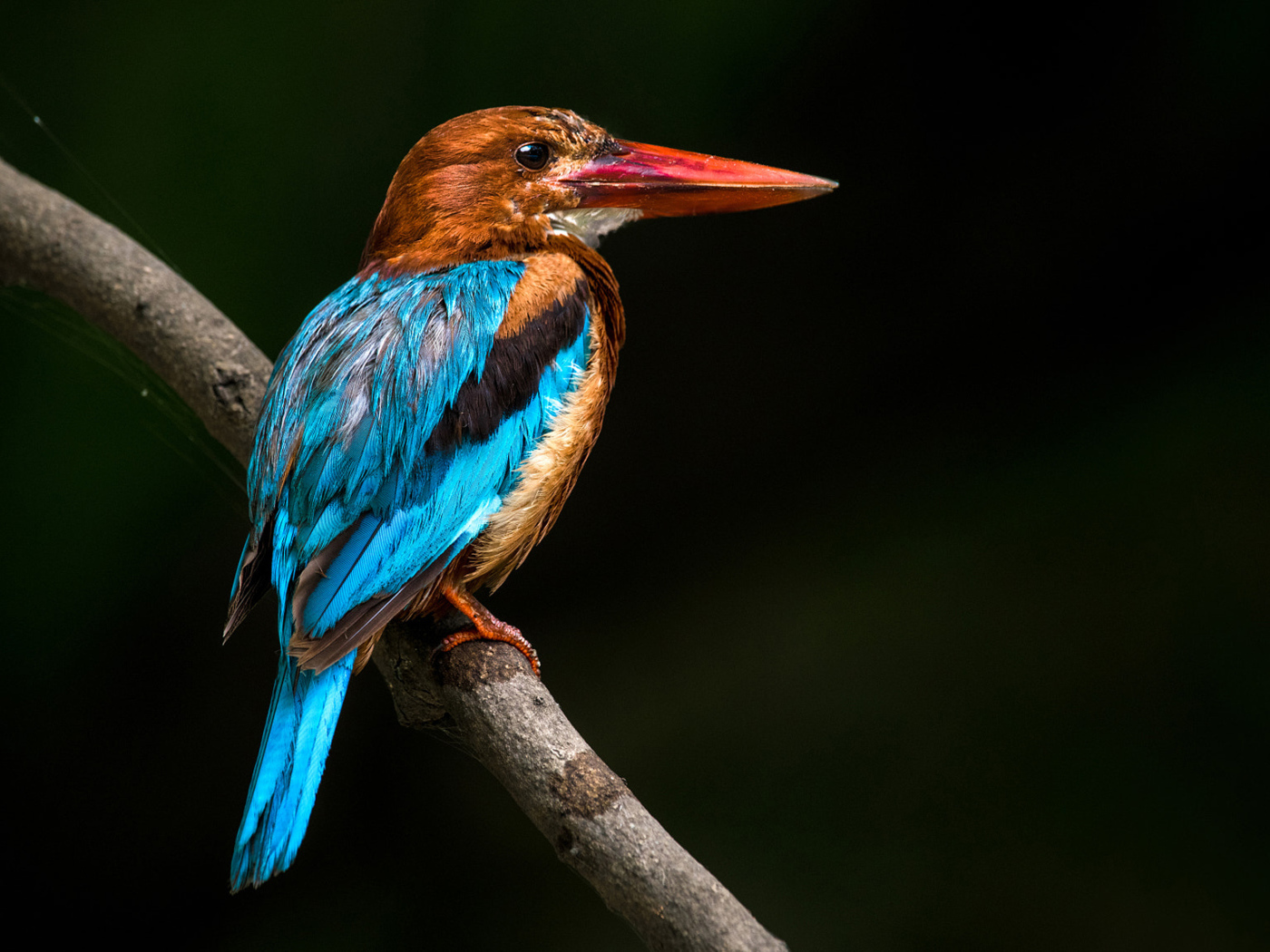 Multicolored bird kingfisher sitting on a tree branch