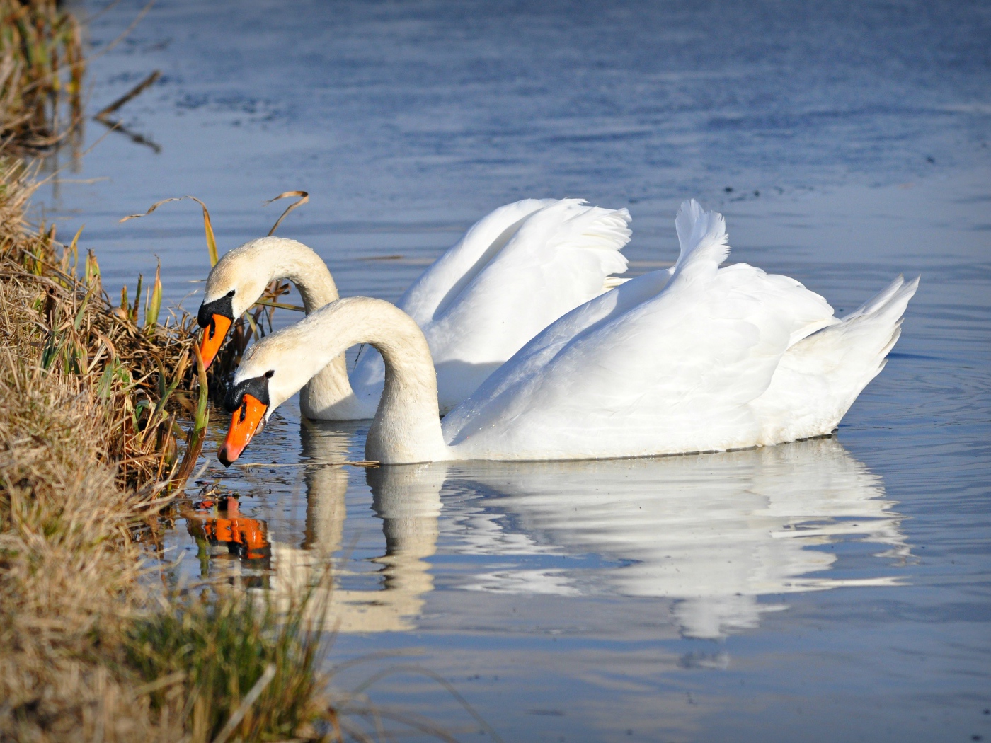 Два красивых белых лебедя у берега 