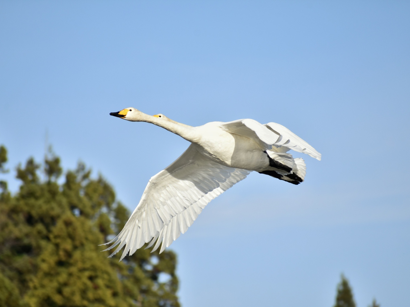 Два белых гуся летят на фоне голубого неба