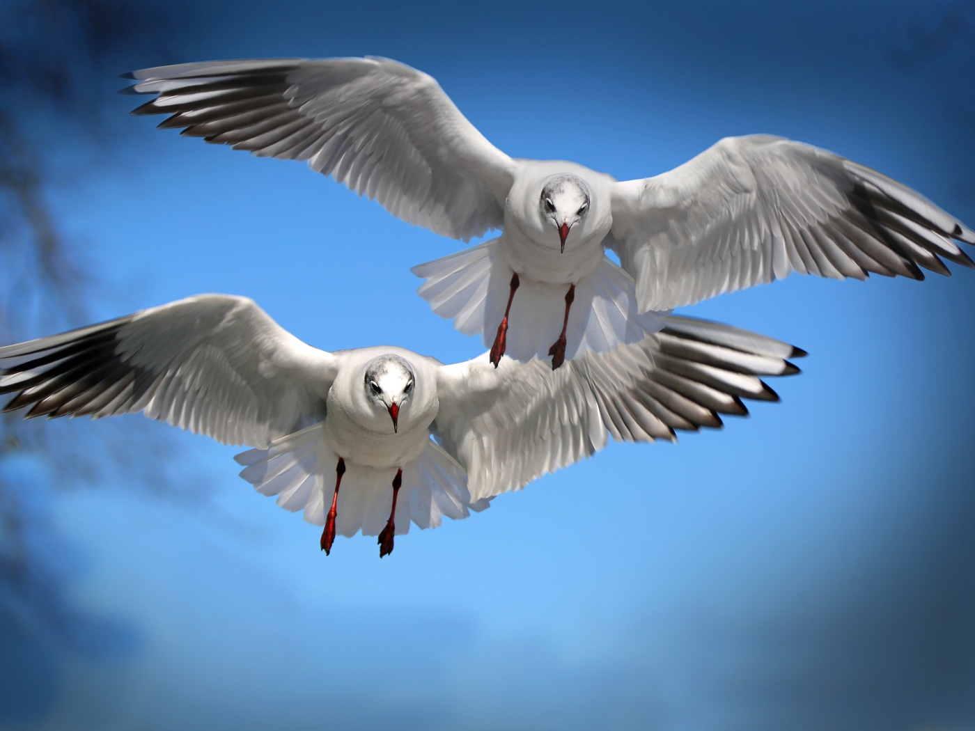 Две белые чайки летят в голубом небе 