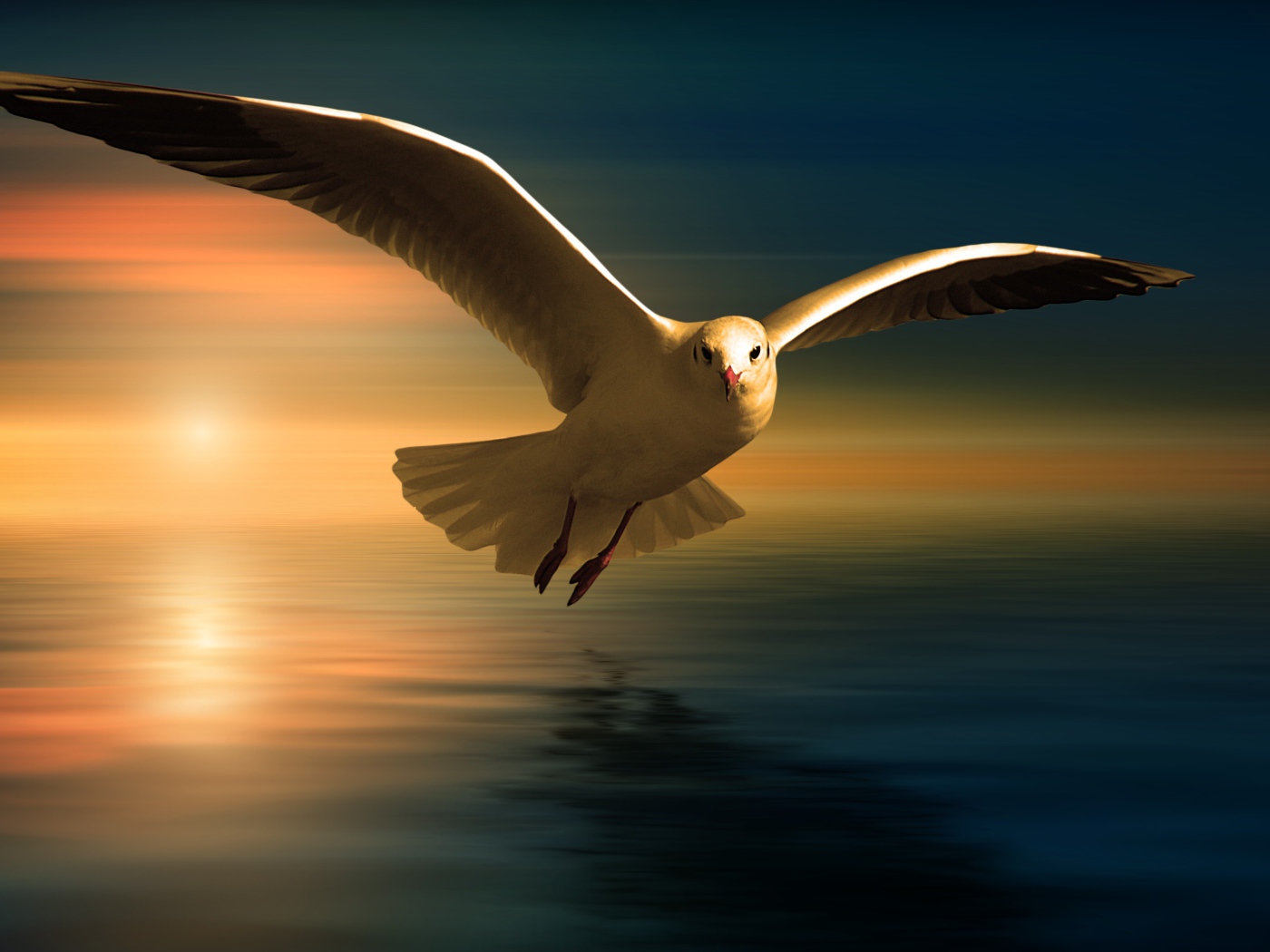Белая чайка летит над водой на фоне заката