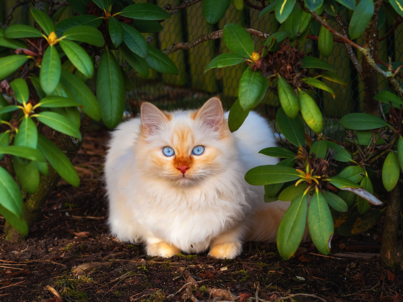 Красивый бежевый кот с голубыми глазами сидит в зеленых листьях