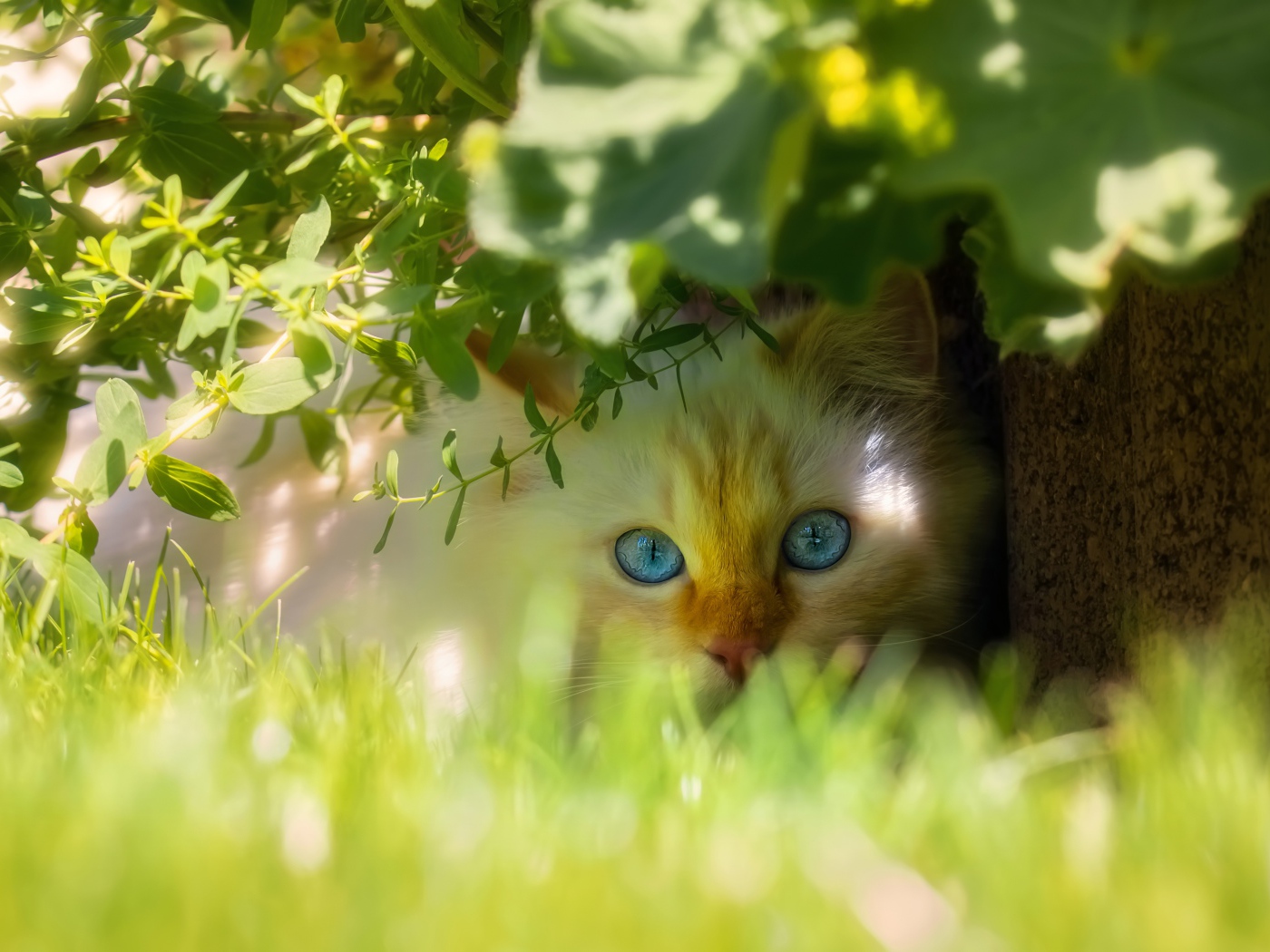 Красивый голубоглазый кот сидит в зеленой траве