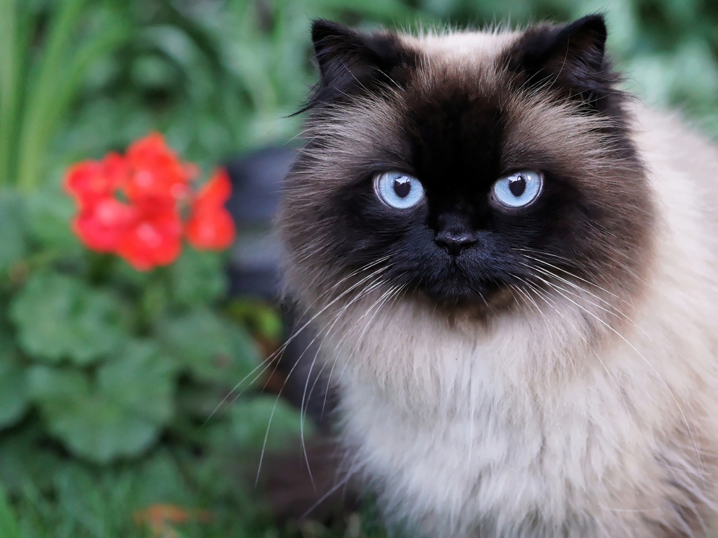 Красивый пушистый голубоглазый кот 