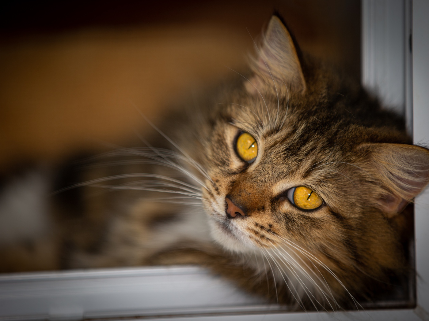 Красивый пушистый серый кот с желтыми глазами