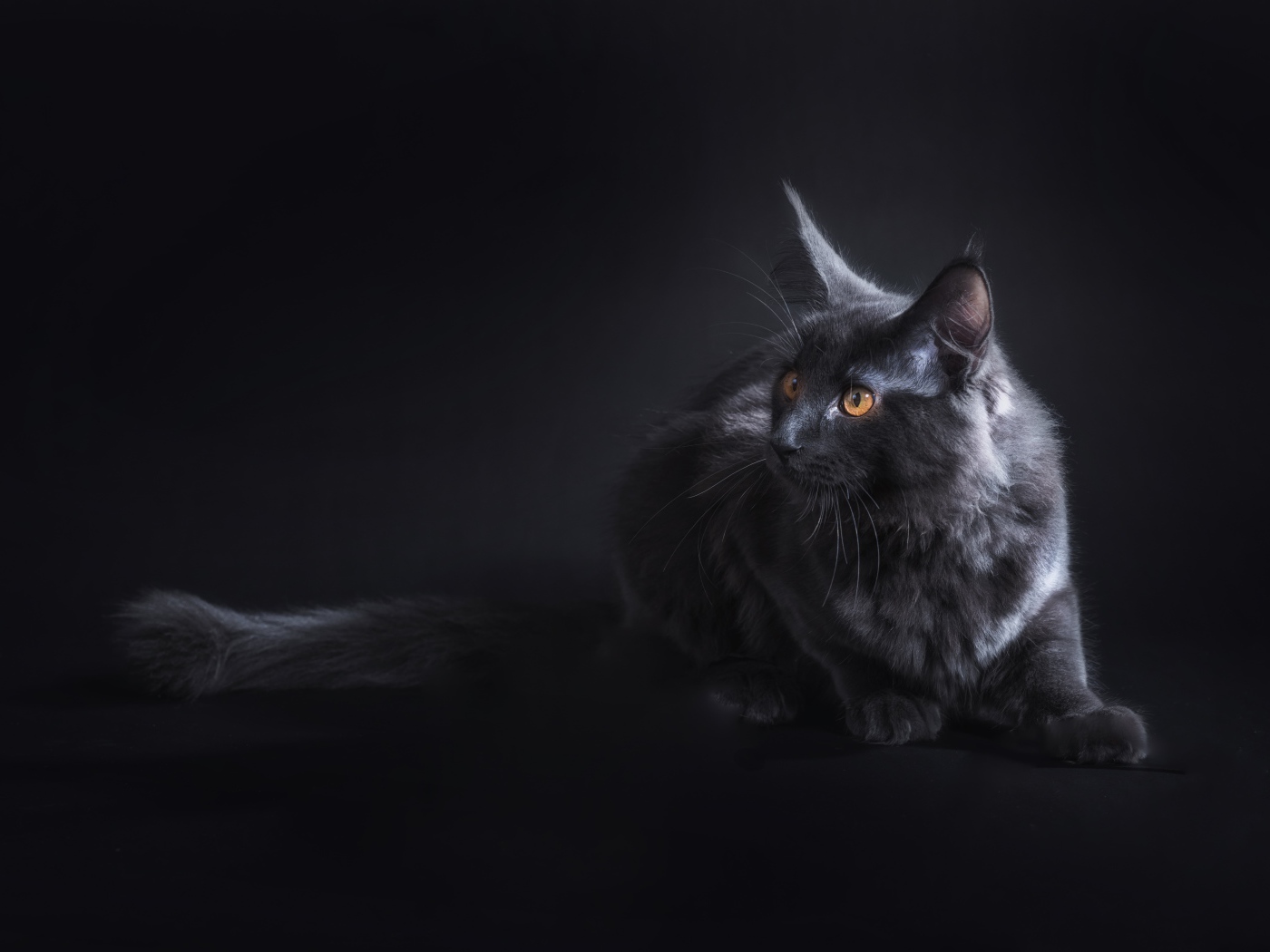 Красивый серый кот породы мейн кун на сером фоне