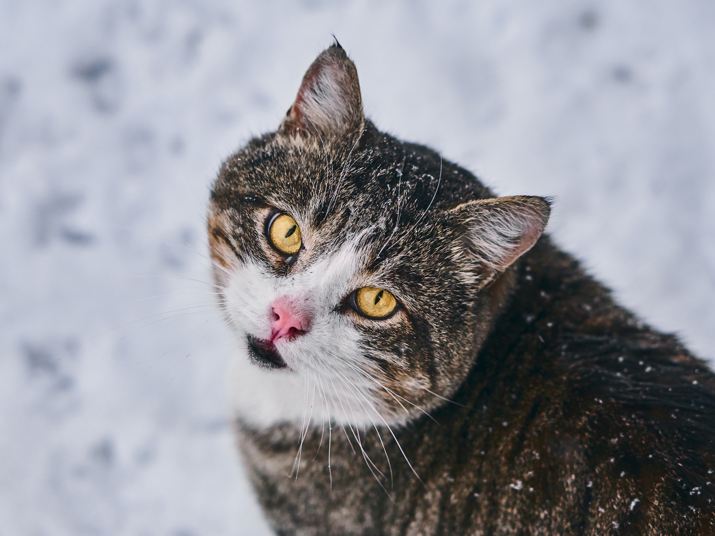 Красивый серый кот с желтыми глазами