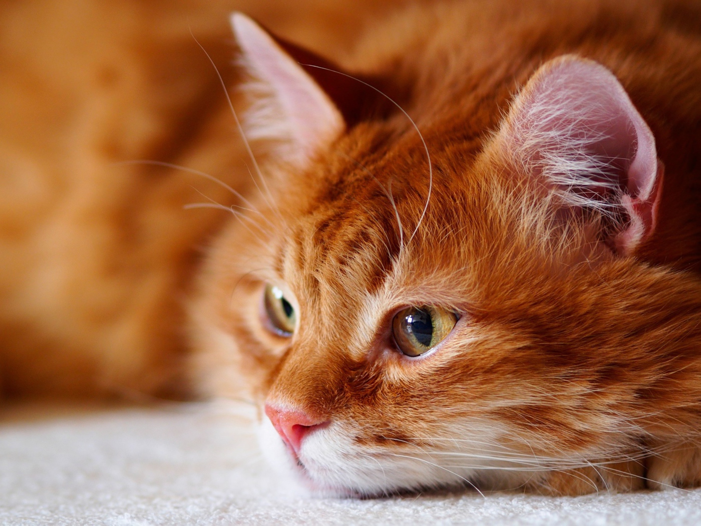 Красивый рыжий кот лежит на белом покрывале 