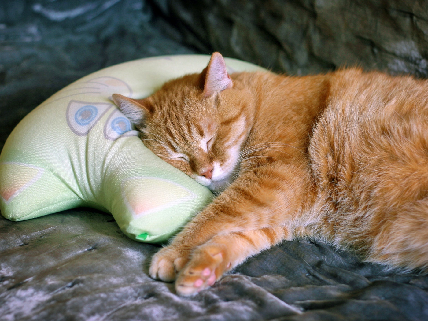Красивый рыжий кот спит на подушке