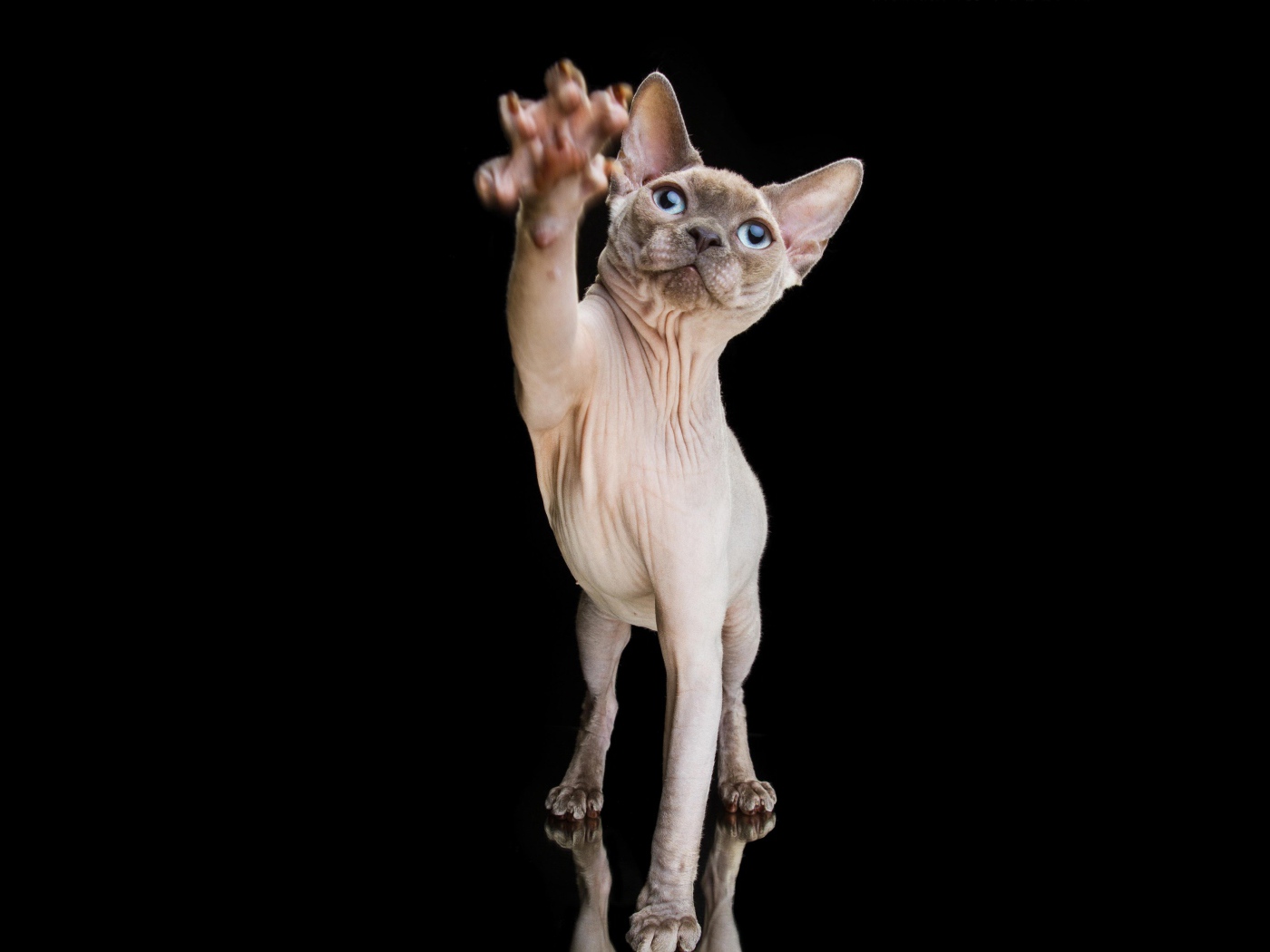 Красивый кот породы Сфинкс тянет лапу на черном фоне