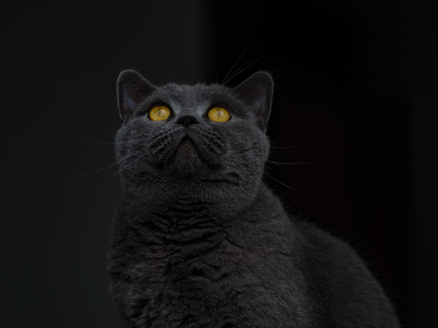 Британский кот с желтыми глазами смотрит вверх 