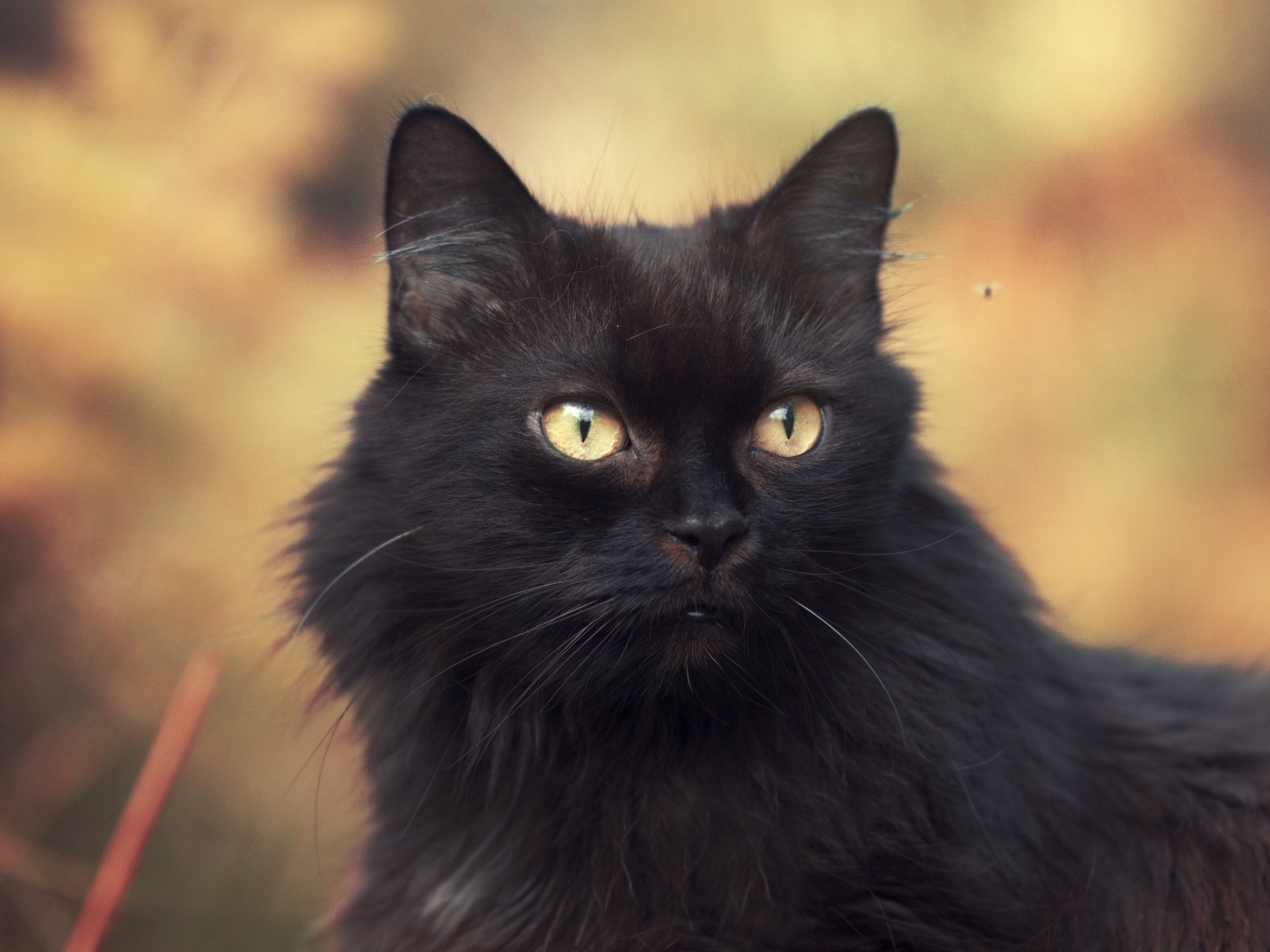 Пушистый красивый черный кот крупным планом