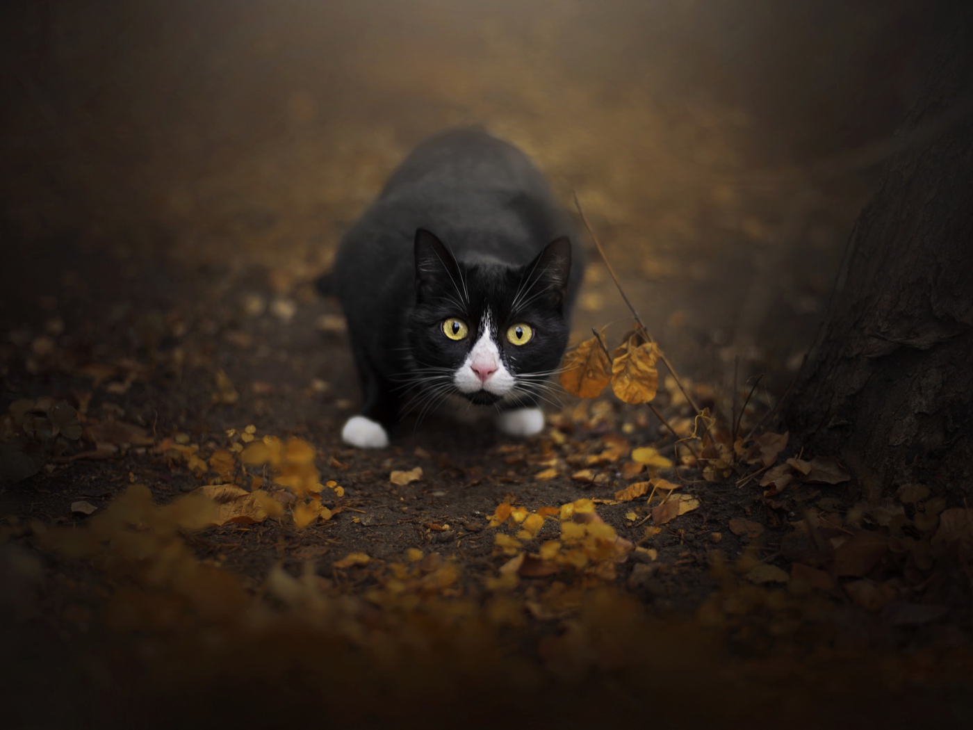Испуганный черный с белым кот сидит на земле с опавшей листвой