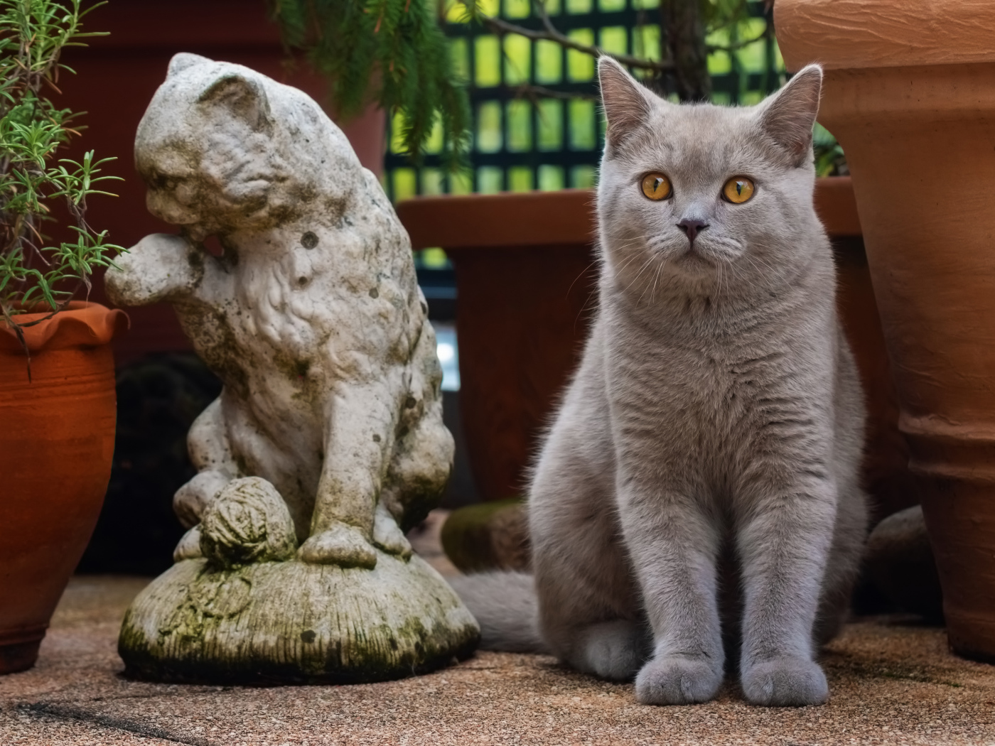 Gray british cat sits by a cat figurine