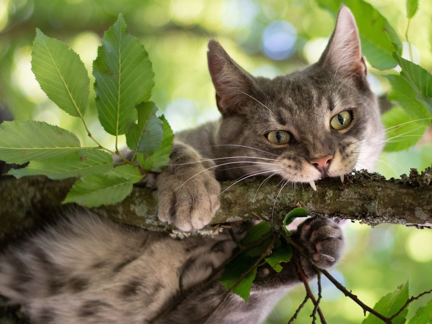 Серый кот грызет ветку 