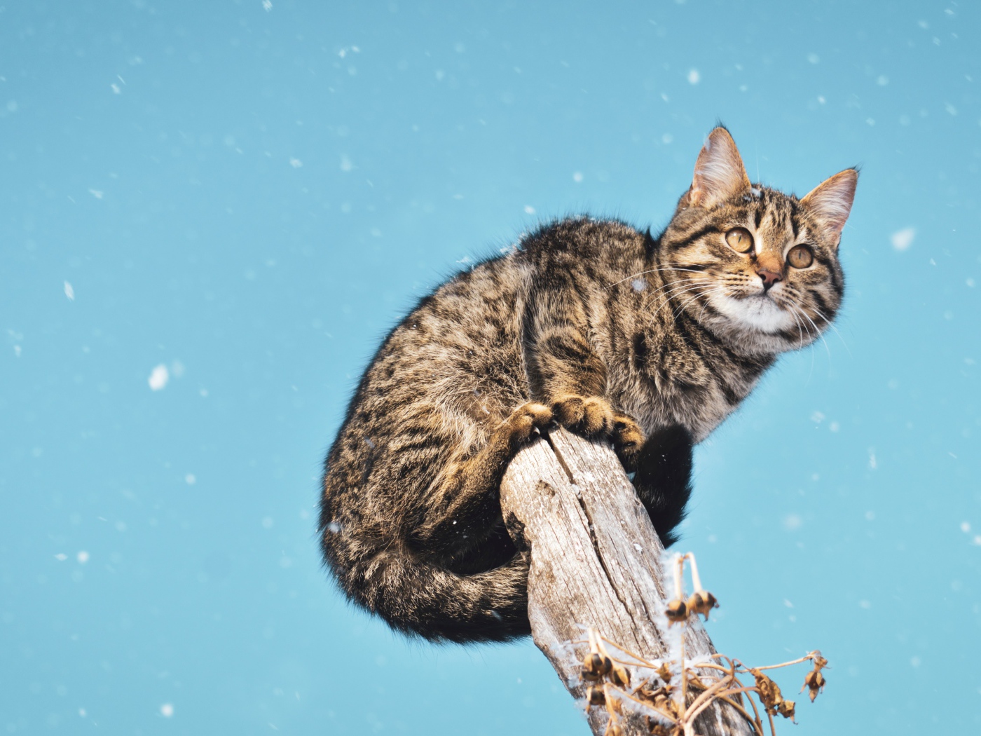 Серый кот сидит на дереве на фоне голубого неба 