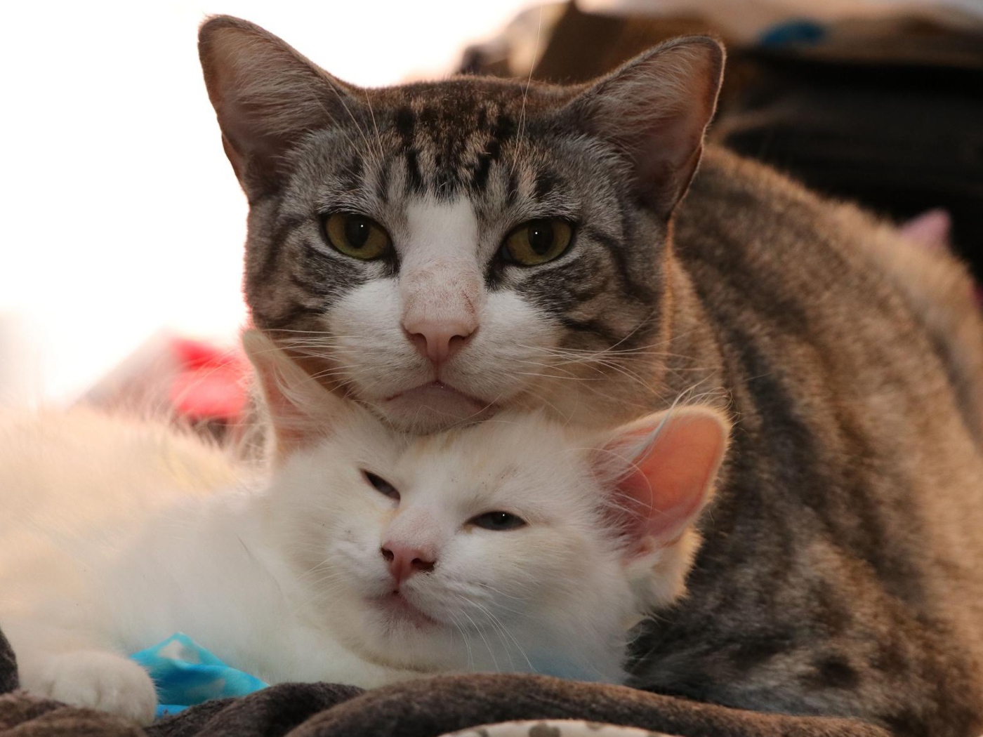 Серая кошка с белым котенком 