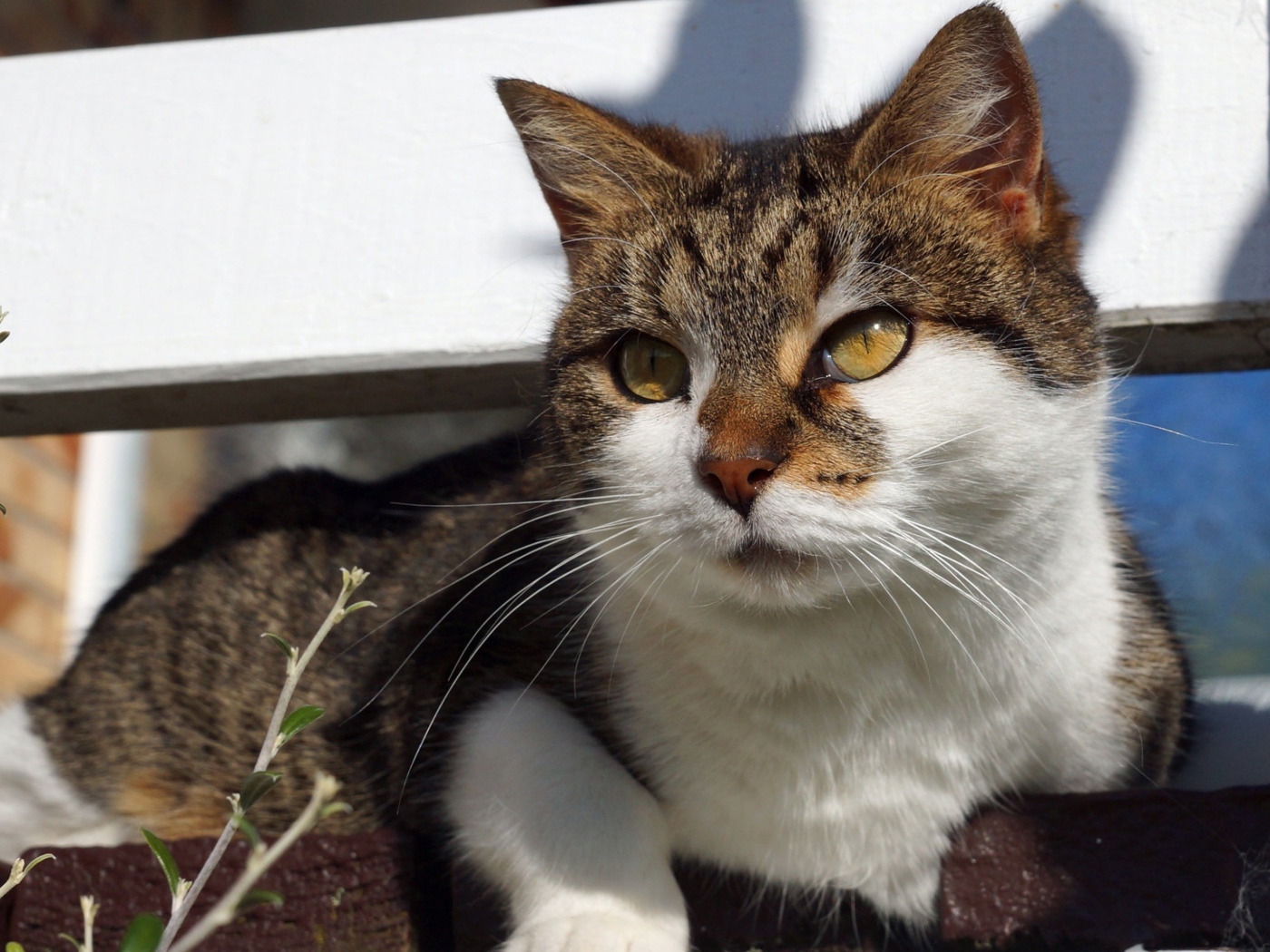 Серый кот с белым лежит на ступенях