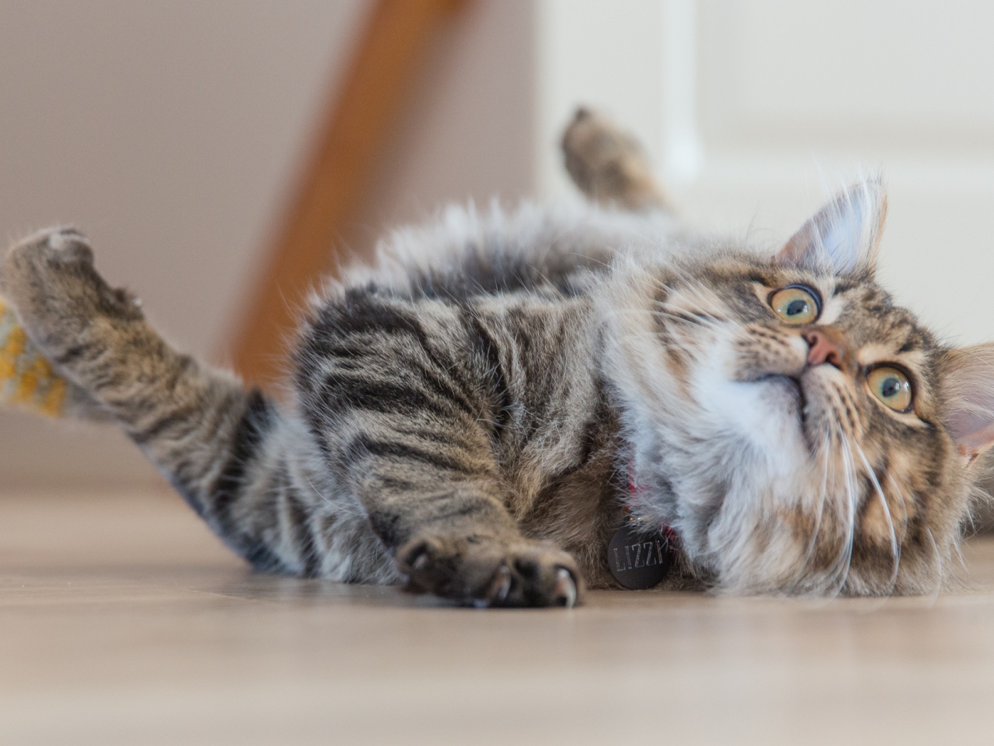 Серая пушистая кошка играет на полу