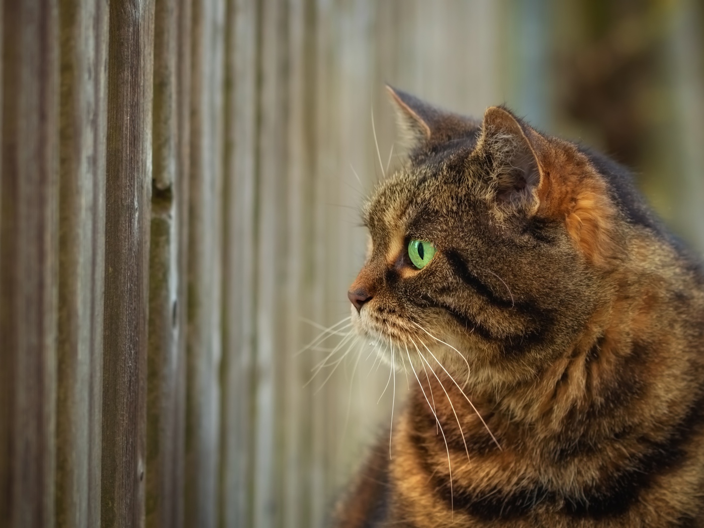 Серый зеленоглазый кот смотрит в забор 