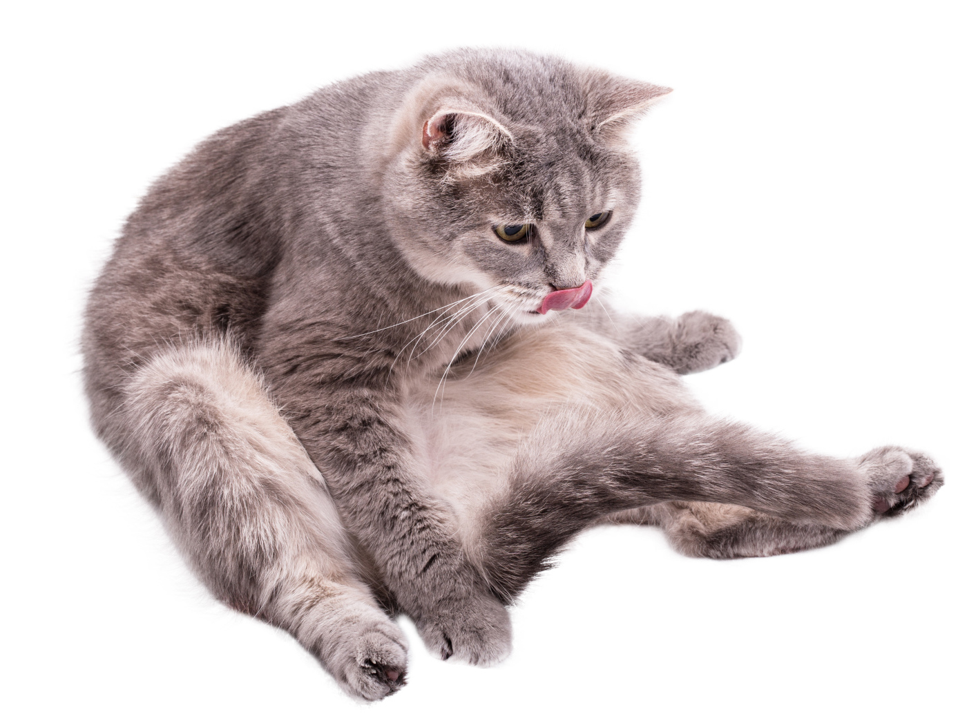 Серый породистый на белом фоне