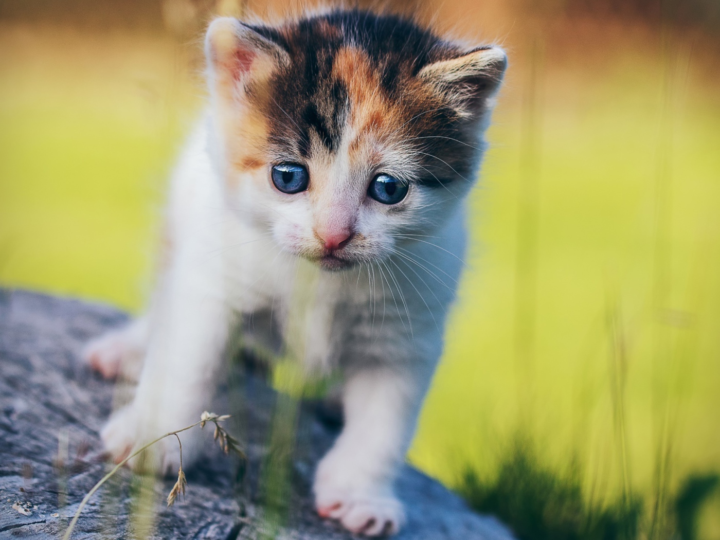 Маленький милый трехцветный котенок на пне