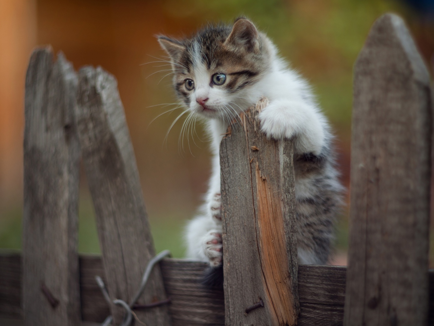 Маленький  забавный котенок на заборе 