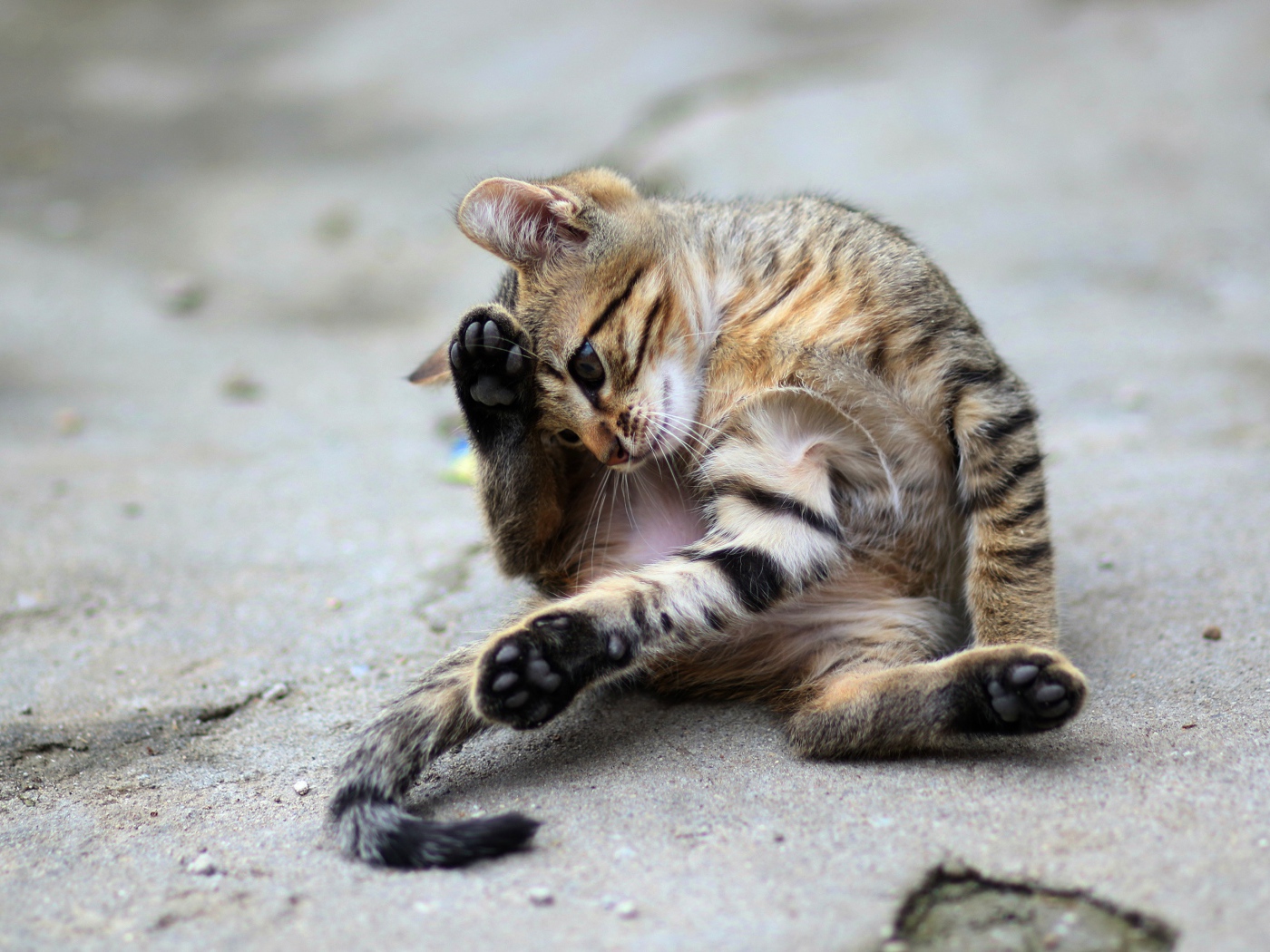 Маленький серый котенок играет на асфальте