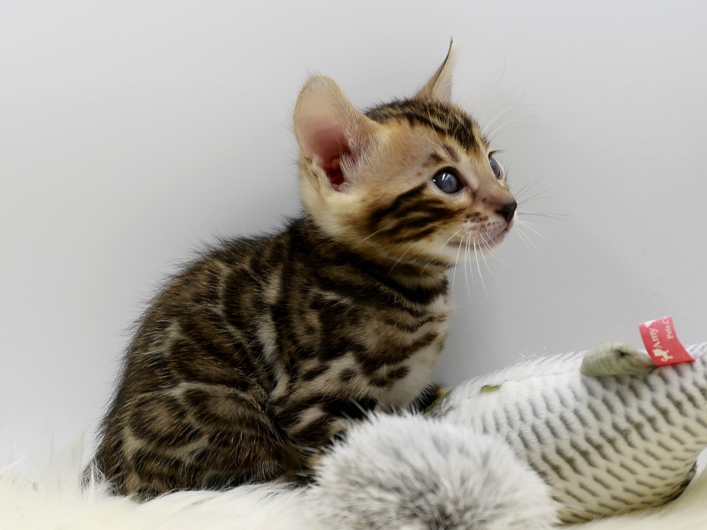 Маленький серый котенок играет с игрушкой 