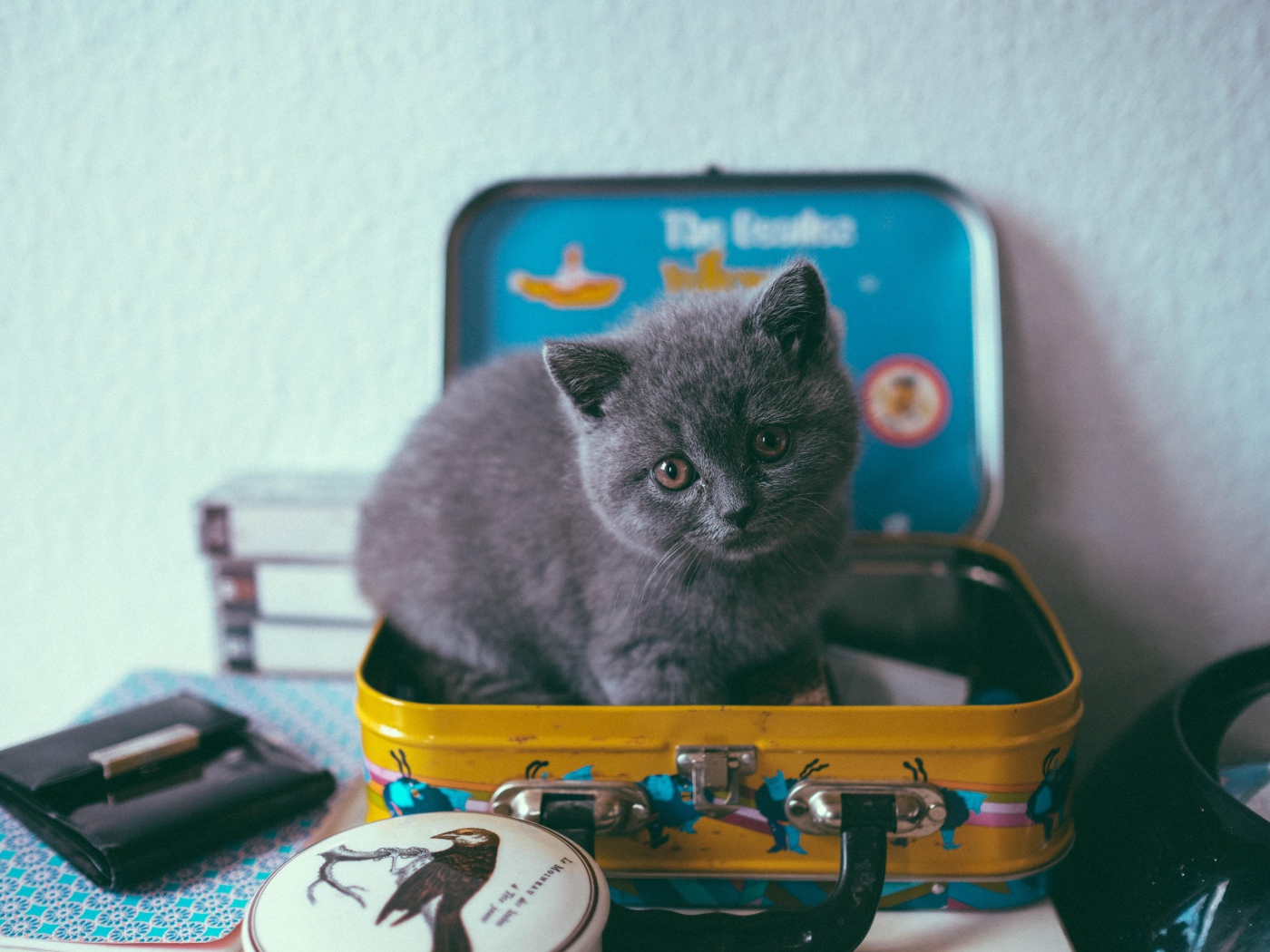 Little gray kitten sitting in a suitcase.
