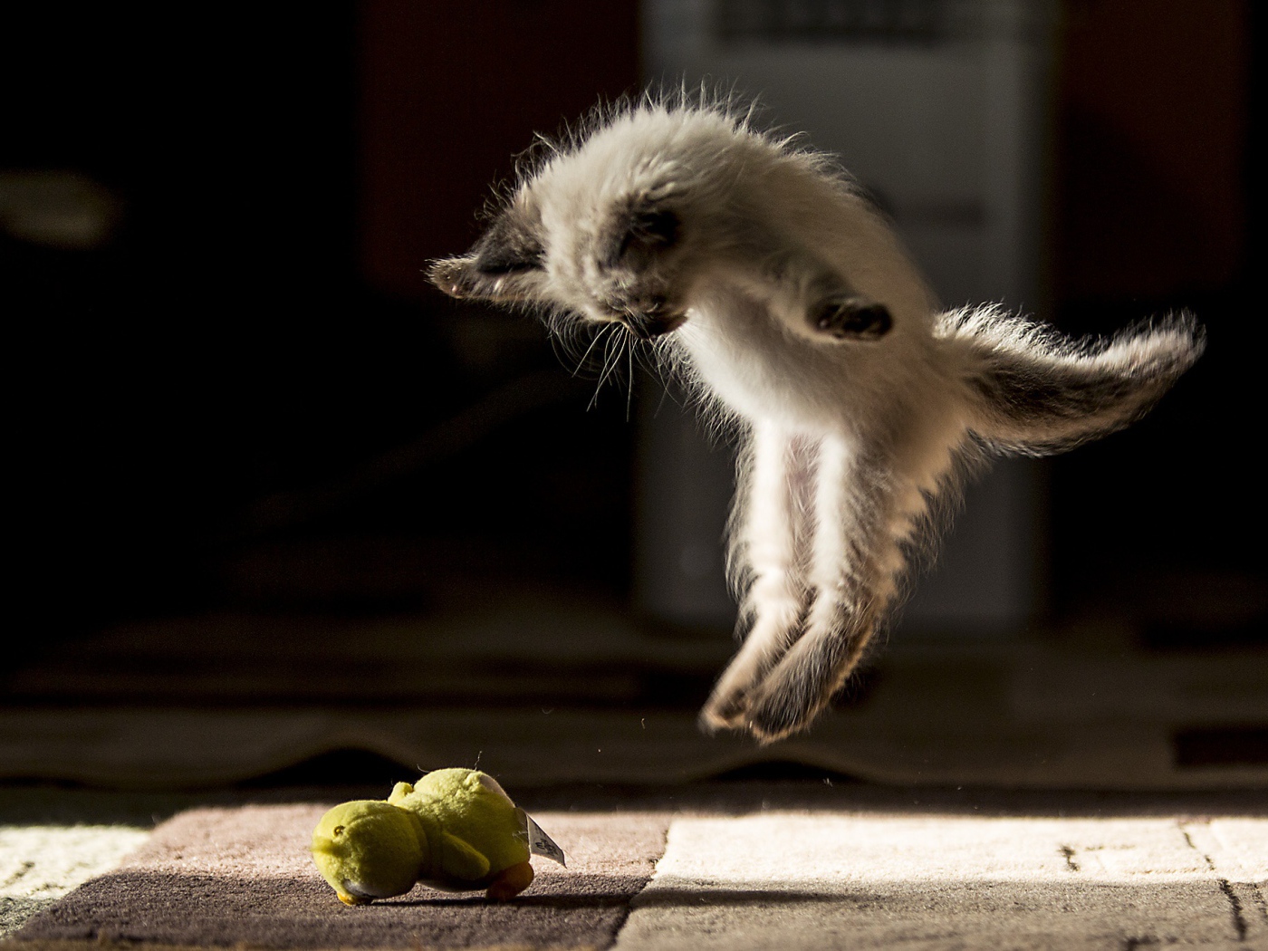 Маленький породистый котенок нападает на игрушку