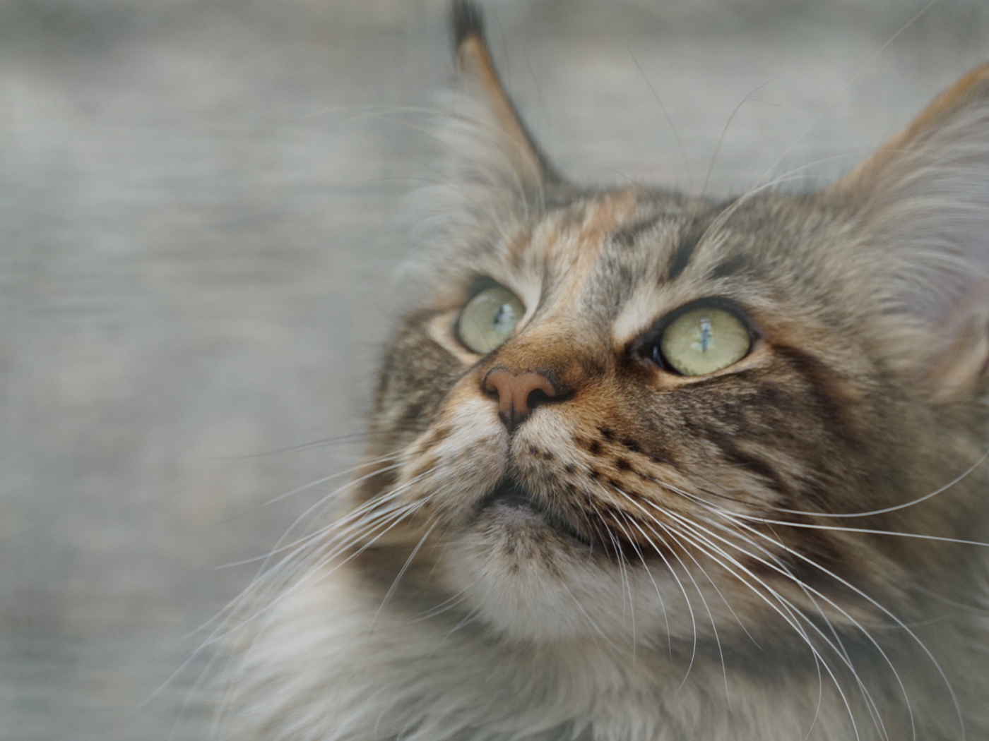 Морда красивого серого кота породы мейн кун