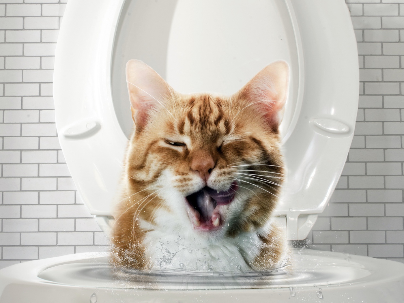 Морда рыжего кота выглядывает с унитаза