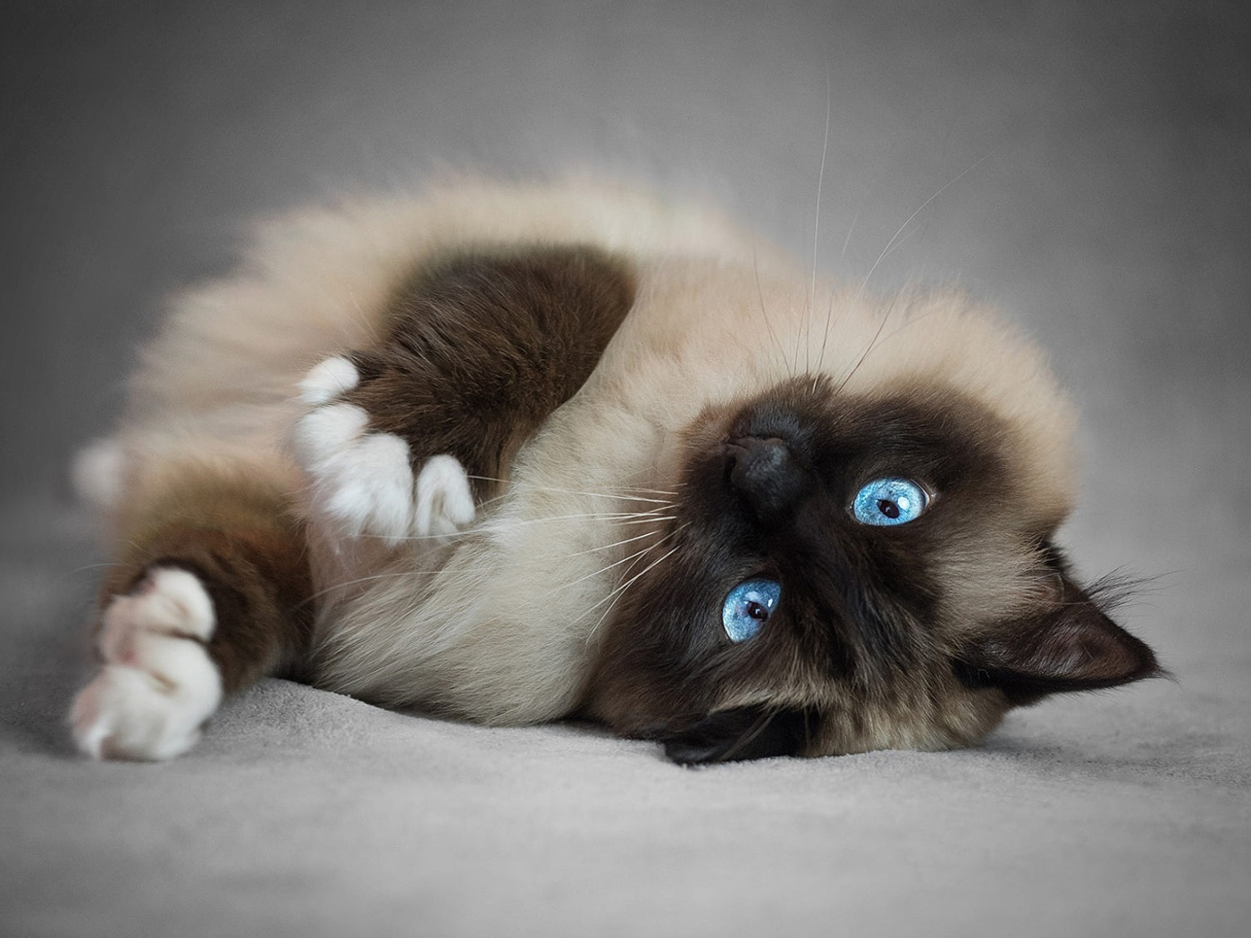 Pedigree fluffy blue-eyed Siamese cat